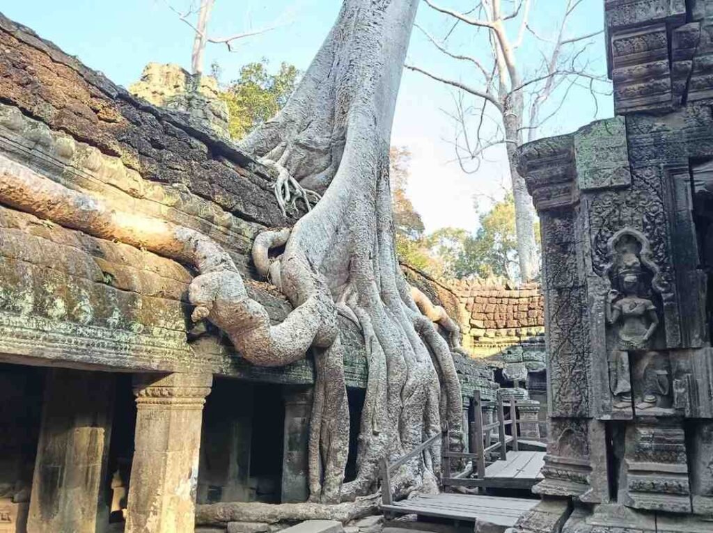 Cosa vedere a Siem Reap e dintorni tempio Ta Prohm tour privato Angkor Wat
