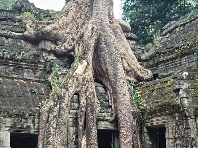 tour di Angkor Wat in italiano con guida che mostra le radici secolari di Ta Prohm